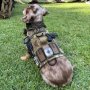 dogvest.jpg